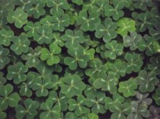 clovers