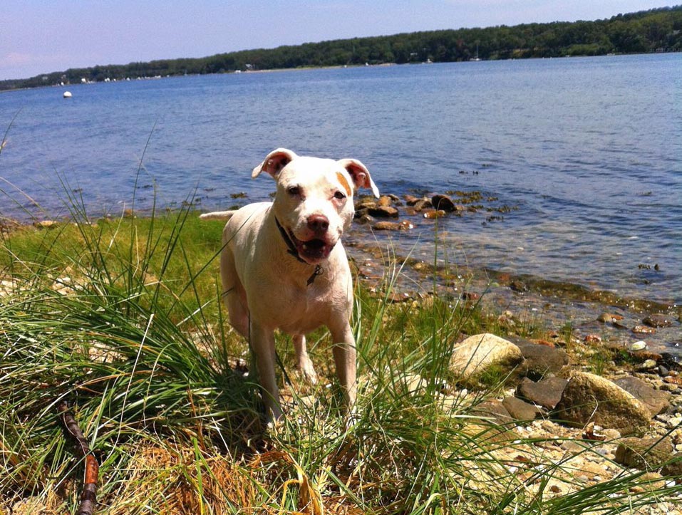 Finding a Pet Friendly Hotel on Martha’s Vineyard - Martha's Vineyard