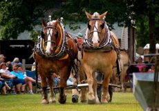 draft horses at the fair