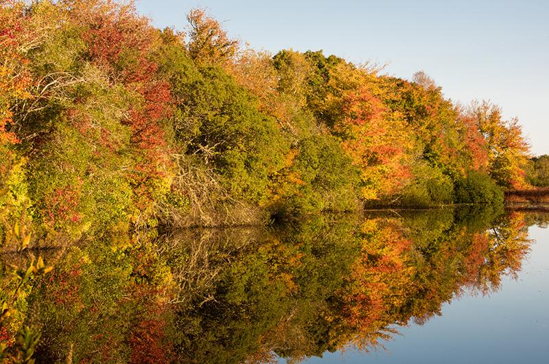 Autumn trees reflected in a still pond